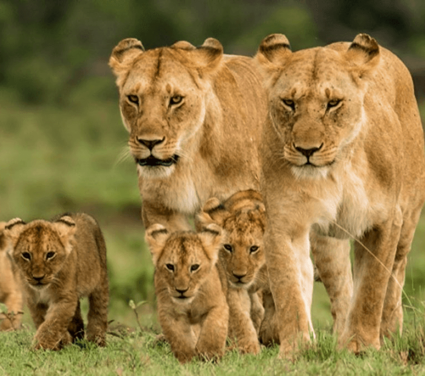 Picture of lions and their cubs