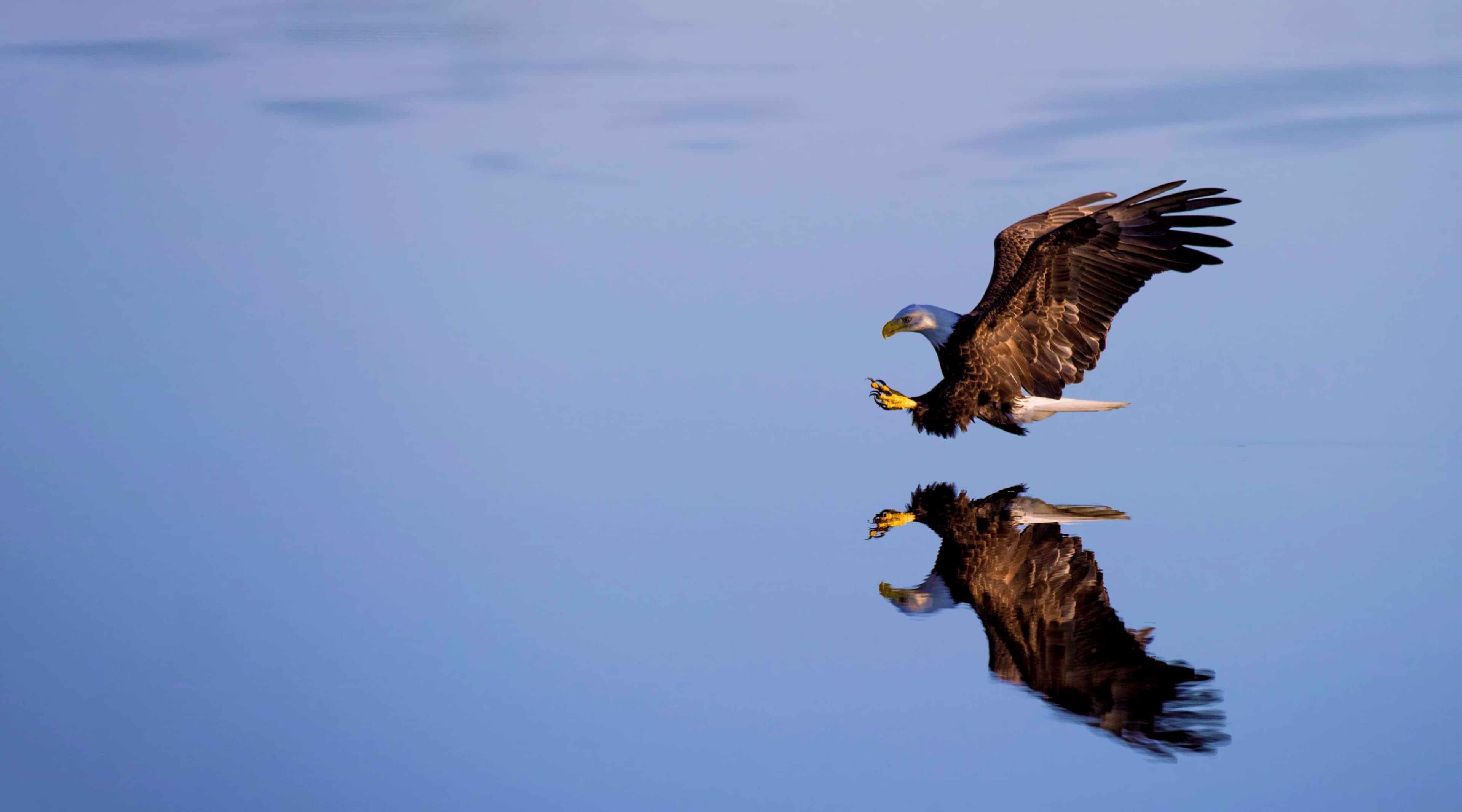 Eagle diving in river