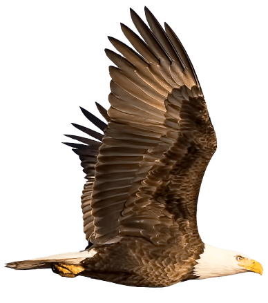 An Eagle